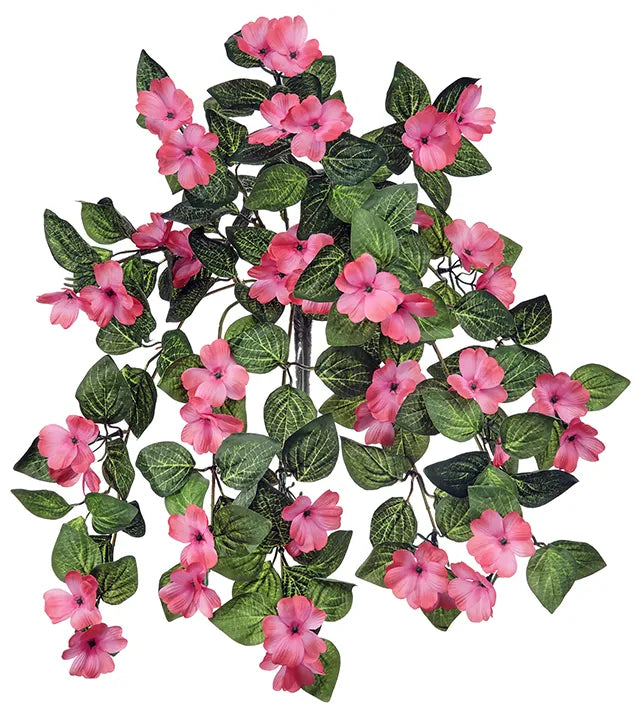 Hanging Impatients Plant