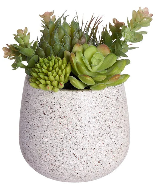 Succulent Bouquet in Pot