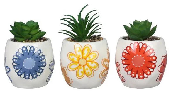 Succulent in Colorful Planter