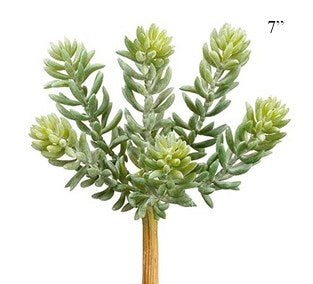 Soft Sedum Pick - Grey